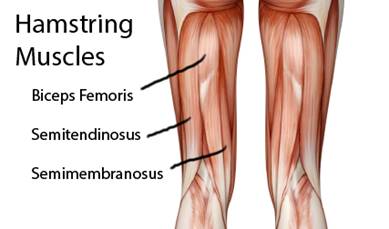 Hamstring-Muscles