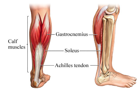 calf anatomy