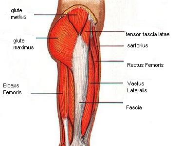 hipmuscles