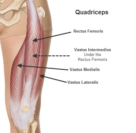 quadricep-anatomy-2